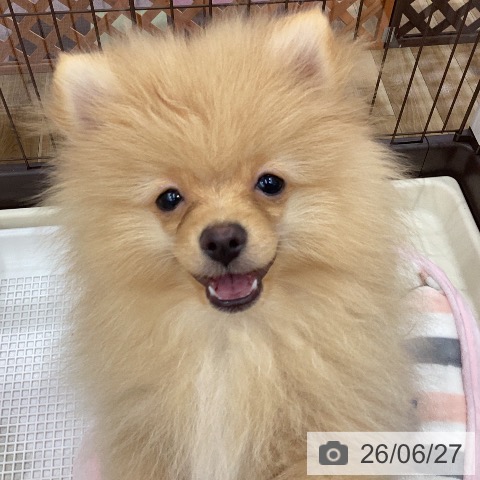 ポメラニアンの写真