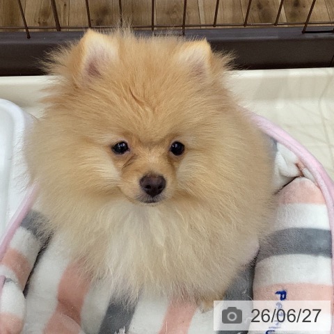 ポメラニアンの写真
