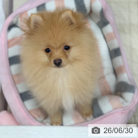 ポメラニアンの写真