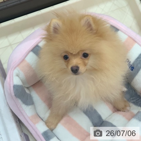 ポメラニアンの写真