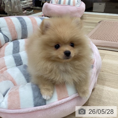 岐阜県のポメラニアン (ペットプラス 各務原店/2026年3月26日生まれ/男の子/オレンジ)の子犬の4枚目の画像