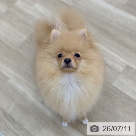 岐阜県のポメラニアン (ペットプラス 光ケ丘店/2026年3月26日生まれ/男の子/オレンジ)の子犬の4枚目の画像