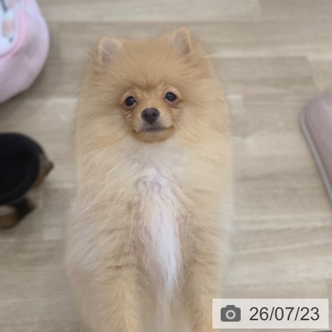 ポメラニアンの写真