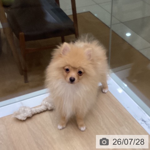 ポメラニアンの写真