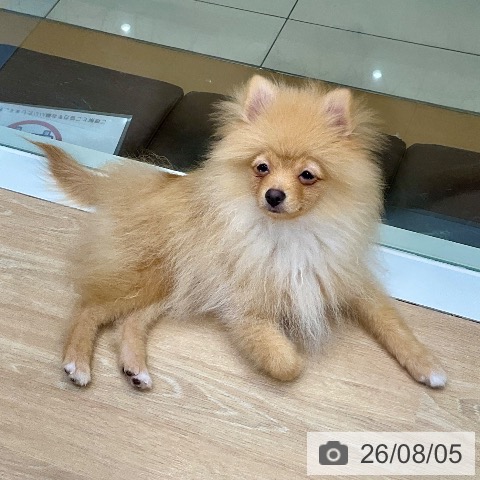 三重県のポメラニアン (ペットプラス 四日市泊店/2026年3月26日生まれ/男の子/オレンジ)の子犬の4枚目の画像