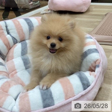 岐阜県のポメラニアン (ペットプラス 各務原店/2026年3月26日生まれ/男の子/オレンジ)の子犬の3枚目の画像