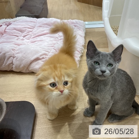 スコティッシュフォールドの写真