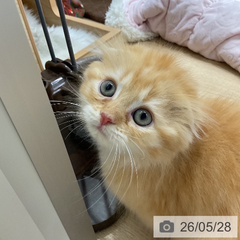 スコティッシュフォールドの写真