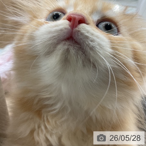スコティッシュフォールドの写真