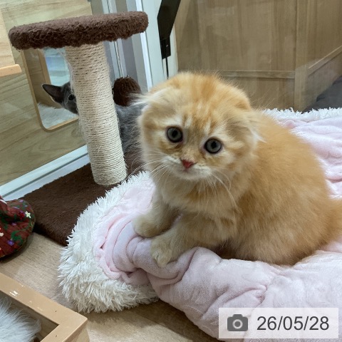 スコティッシュフォールドの写真