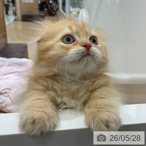 スコティッシュフォールドの写真