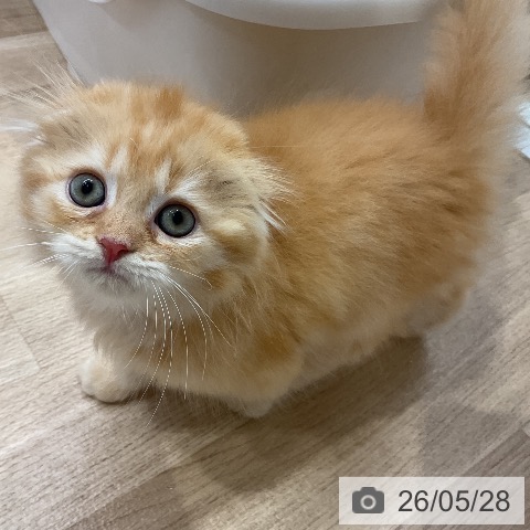 スコティッシュフォールドの写真