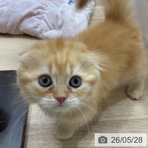スコティッシュフォールドの写真