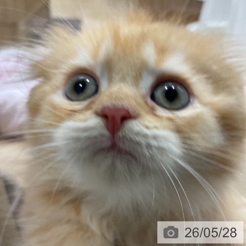 スコティッシュフォールドの写真
