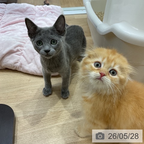 スコティッシュフォールドの写真