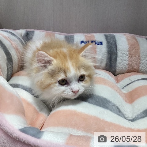 マンチカンの写真