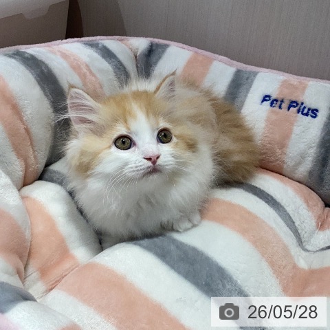 マンチカンの写真