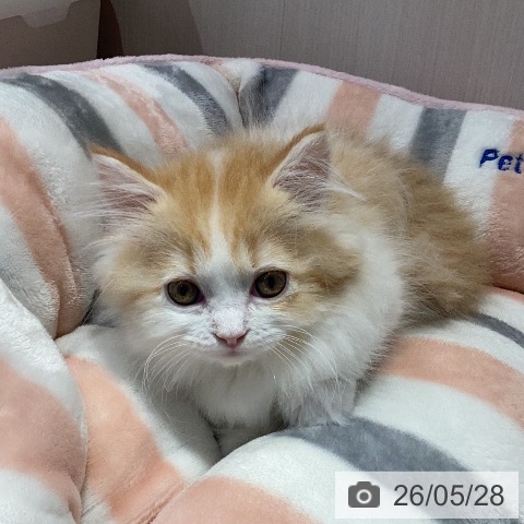 マンチカンの写真