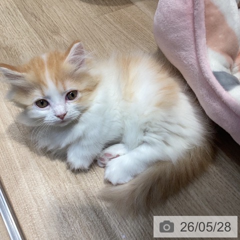 マンチカンの写真