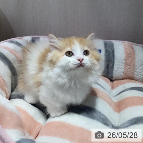 マンチカンの写真