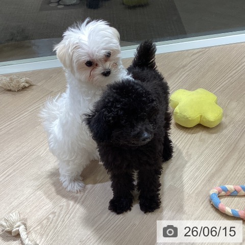 富山県のマルチーズ (ペットプラス 高岡店/2026年3月25日生まれ/男の子/ホワイト)の子犬の3枚目の画像