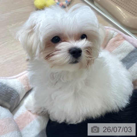 石川県のマルチーズ (ペットプラス かほく店/2026年3月25日生まれ/男の子/ホワイト)の子犬の4枚目の画像