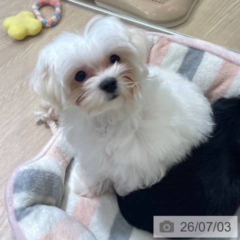 石川県のマルチーズ (ペットプラス かほく店/2026年3月25日生まれ/男の子/ホワイト)の子犬の3枚目の画像