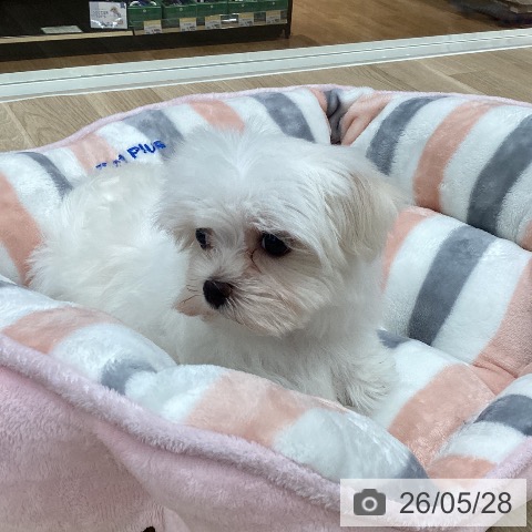 岐阜県のマルチーズ (ペットプラス 各務原店/2026年3月25日生まれ/女の子/ホワイト)の子犬の4枚目の画像