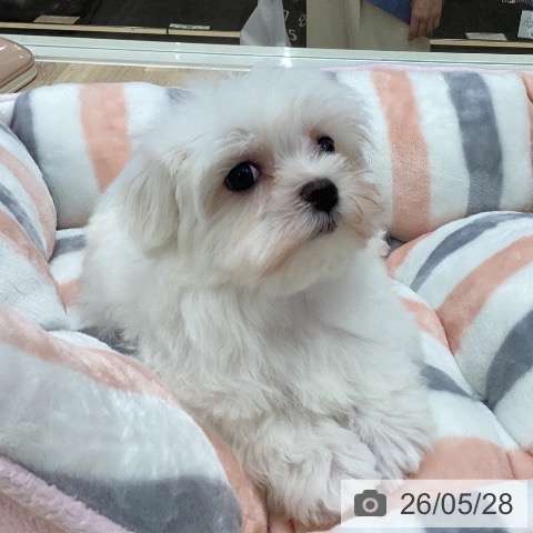 岐阜県のマルチーズ (ペットプラス 各務原店/2026年3月25日生まれ/女の子/ホワイト)の子犬の3枚目の画像