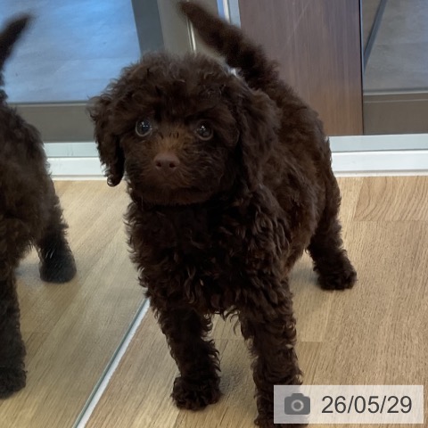 愛知県のトイプードル(トイ) (ペットプラス 熱田店/2026年3月28日生まれ/男の子/ブラウン)の子犬の3枚目の画像
