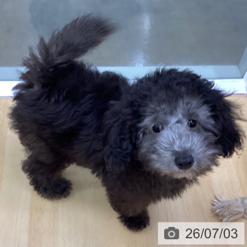 三重県のトイプードル(トイ) (ペットプラス 津南店/2026年3月29日生まれ/男の子/シルバー)の子犬の4枚目の画像