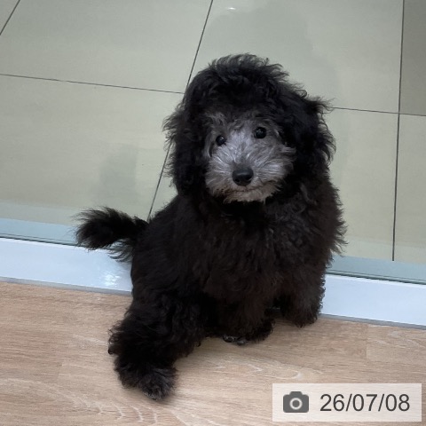 三重県のトイプードル(トイ) (ペットプラス 四日市泊店/2026年3月29日生まれ/男の子/シルバー)の子犬の4枚目の画像