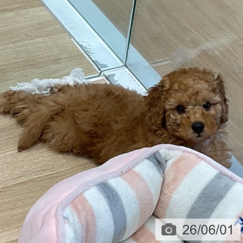 愛知県のトイプードル(トイ) (ペットプラス 熱田店/2026年3月29日生まれ/男の子/レッド)の子犬の3枚目の画像