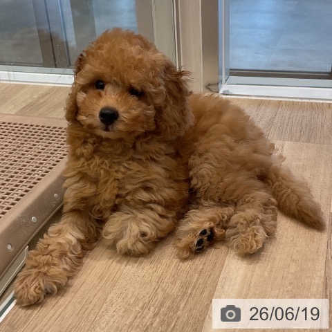 愛知県のトイプードル(トイ) (ペットプラス 熱田店/2026年3月29日生まれ/男の子/レッド)の子犬の3枚目の画像