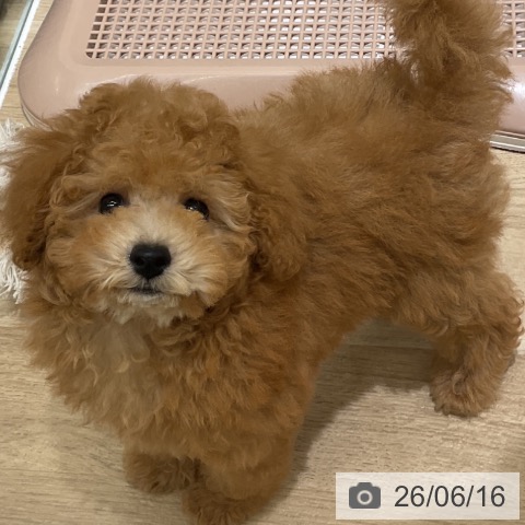 愛知県のトイプードル(トイ) (ペットプラス イオンモール豊川店/2026年3月28日生まれ/男の子/レッド)の子犬の4枚目の画像
