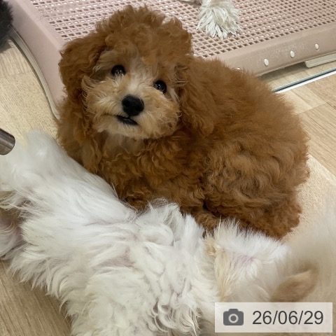 愛知県のトイプードル(トイ) (ペットプラス イオンモール豊川店/2026年3月28日生まれ/男の子/レッド)の子犬の4枚目の画像