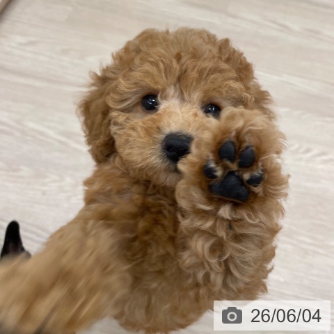 愛知県のトイプードル(トイ) (ペットプラス 豊田店/2026年3月28日生まれ/女の子/レッド)の子犬の4枚目の画像