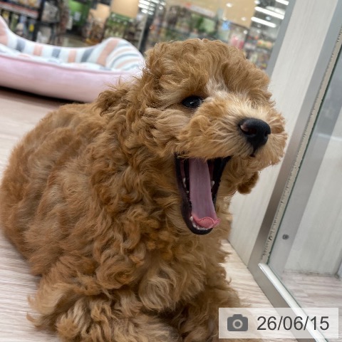愛知県のトイプードル(トイ) (ペットプラス 豊田店/2026年3月28日生まれ/女の子/レッド)の子犬の4枚目の画像