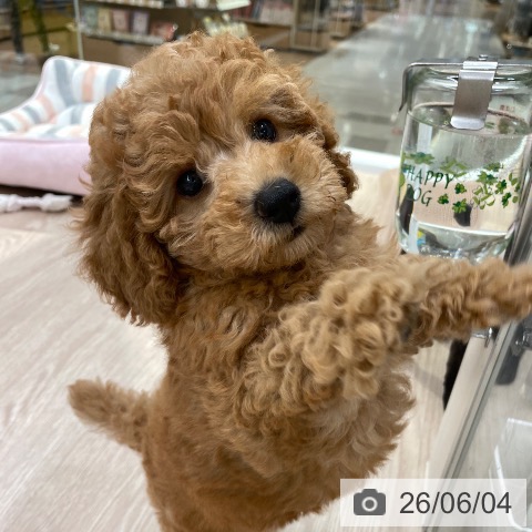 愛知県のトイプードル(トイ) (ペットプラス 豊田店/2026年3月28日生まれ/女の子/レッド)の子犬の3枚目の画像