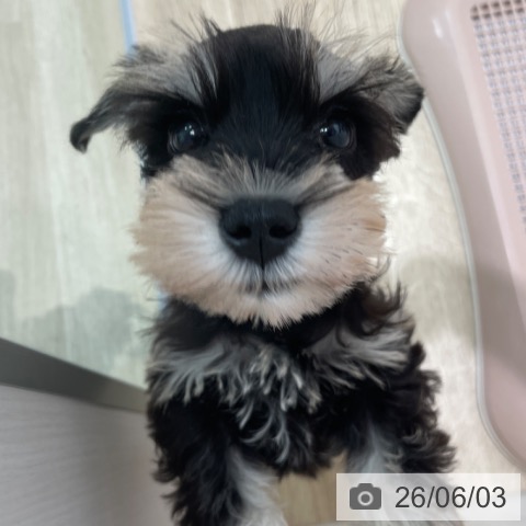 ミニチュア・シュナウザーの写真