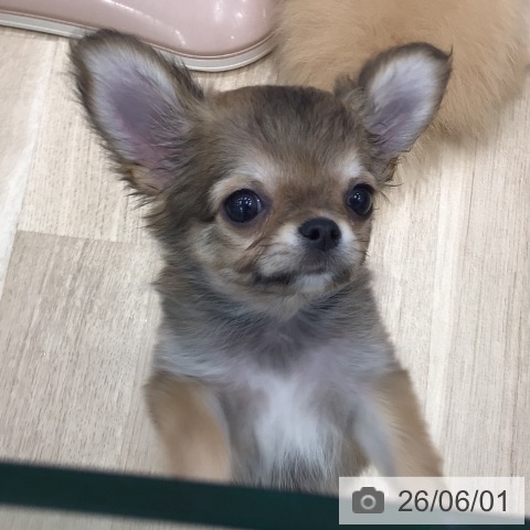 岐阜県のチワワ(ロング) (ペットプラス 各務原店/2026年3月26日生まれ/男の子/レッドホワイト)の子犬の4枚目の画像