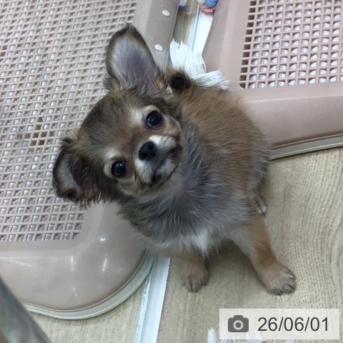 岐阜県のチワワ(ロング) (ペットプラス 各務原店/2026年3月26日生まれ/男の子/レッドホワイト)の子犬の3枚目の画像