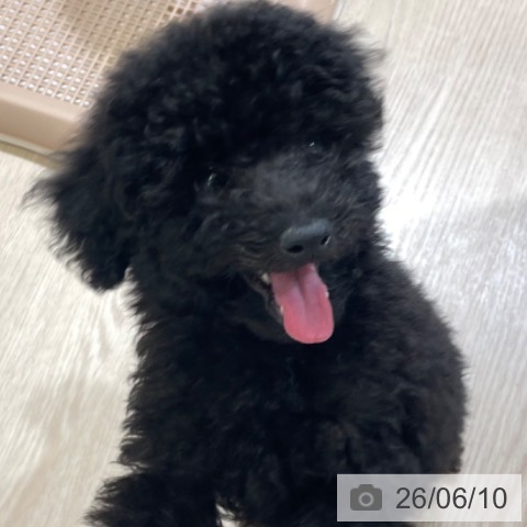 富山県のトイプードル(トイ) (ペットプラス 高岡店/2026年3月21日生まれ/男の子/ブラック)の子犬の3枚目の画像