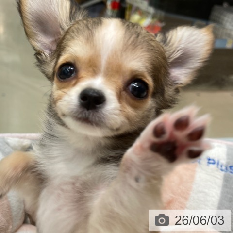 チワワの写真