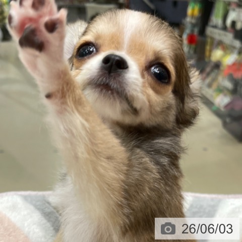 チワワの写真