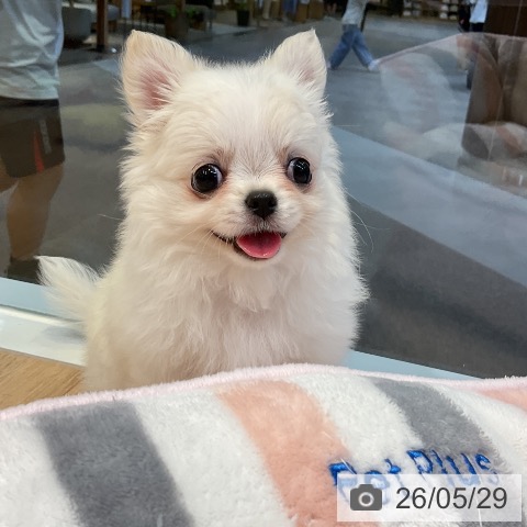 チワワの写真