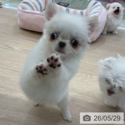 チワワの写真