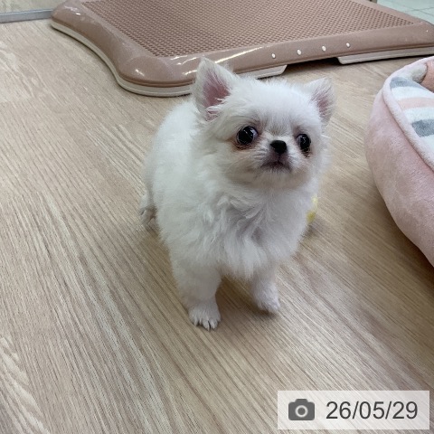 チワワの写真