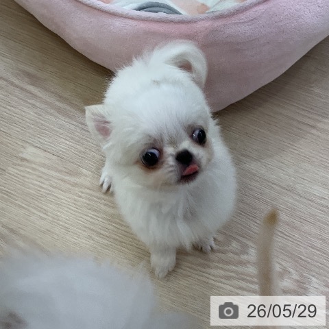 チワワの写真