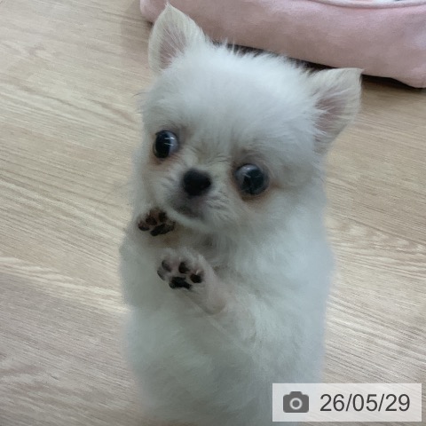 チワワの写真